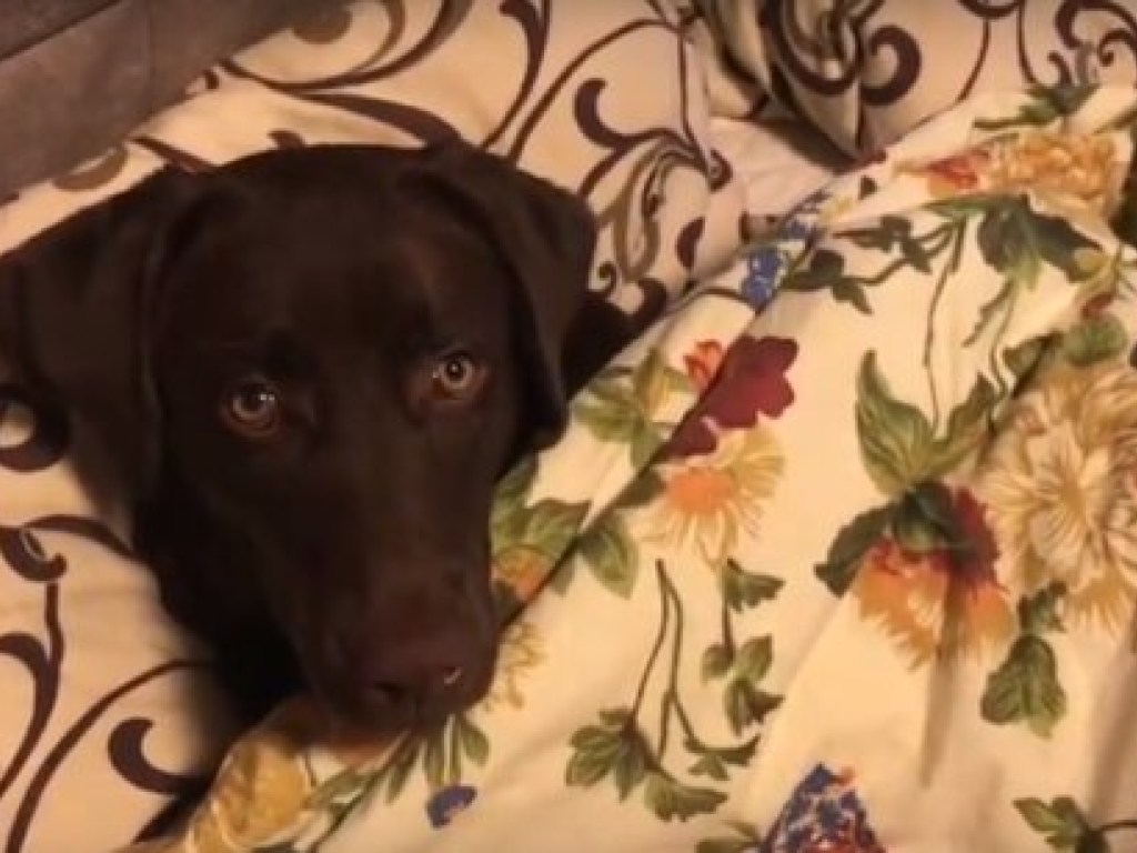 Собака послушно ела таблетки с ладони хозяина: видео уже набрало больше 100 тысяч лайков