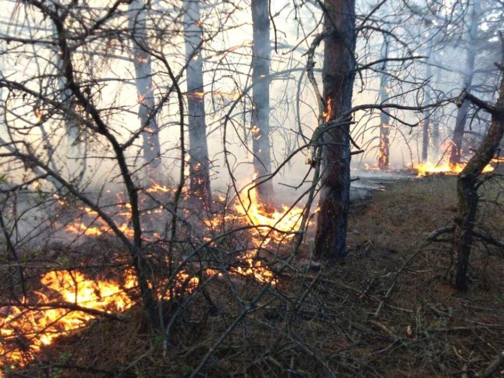В Одесской области прошла волна мощных  степных и лесных пожаров (ФОТО, ВИДЕО)