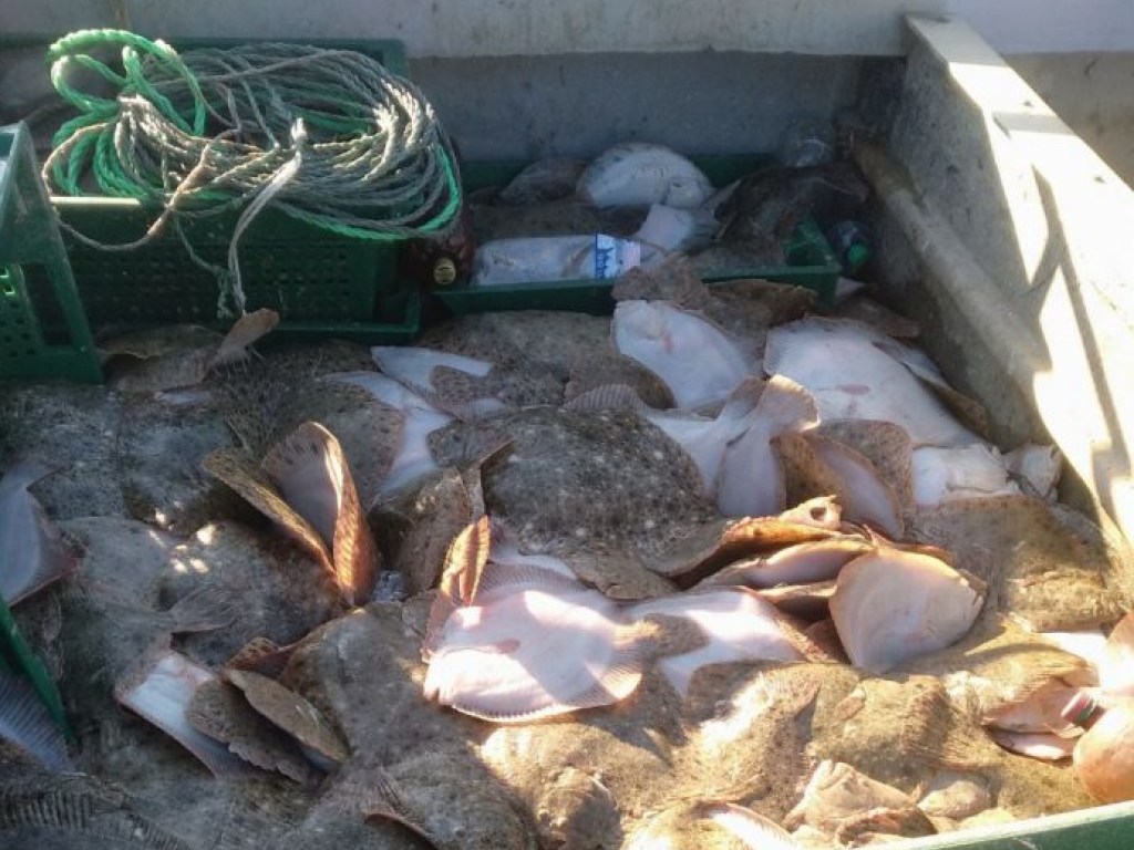 В Азовском море задержаны браконьеры, которые выловили более 850 кг камбалы (ФОТО)