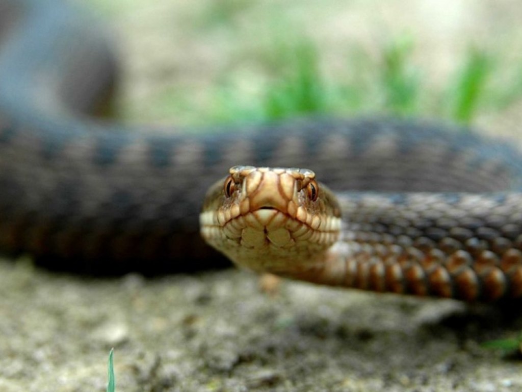 Возле многоэтажек в Днепропетровской области обнаружили клубок змей (ФОТО)