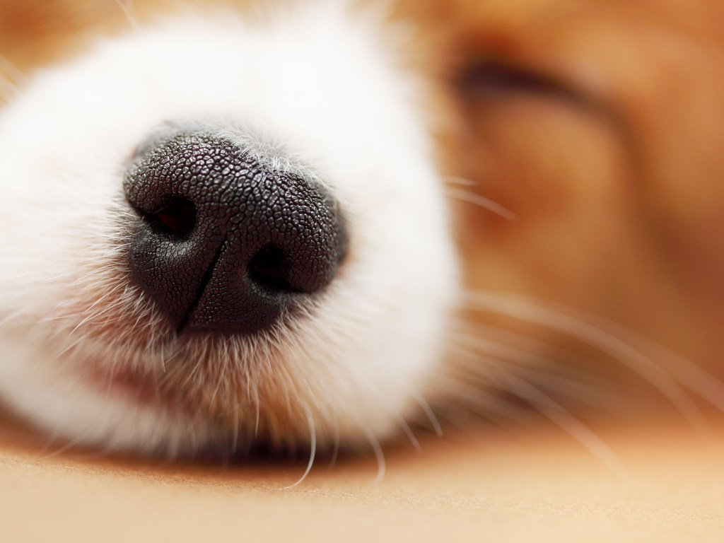 Врач: у человека кашель может начаться из-за «собачьего» вируса
