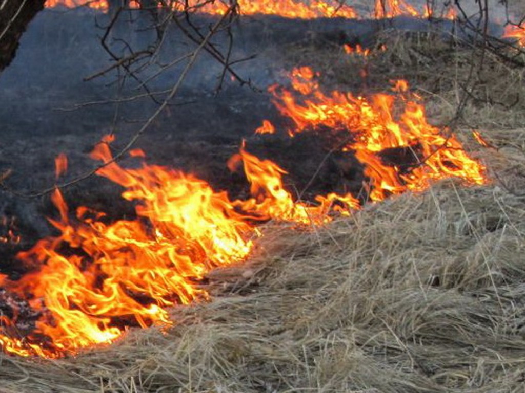 В законе о штрафах за сжигание сухой травы нет никакого смысла &#8212; эколог