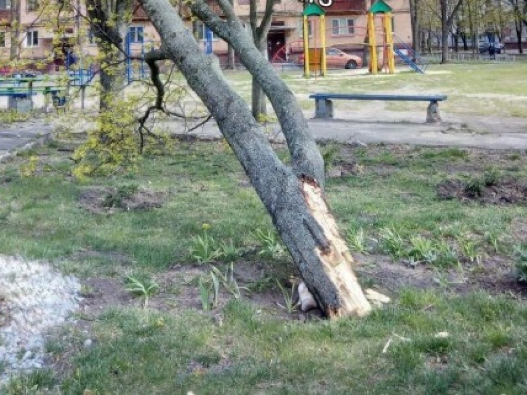 Из-за шквального ветра в Харькове падали деревья (ФОТО)
