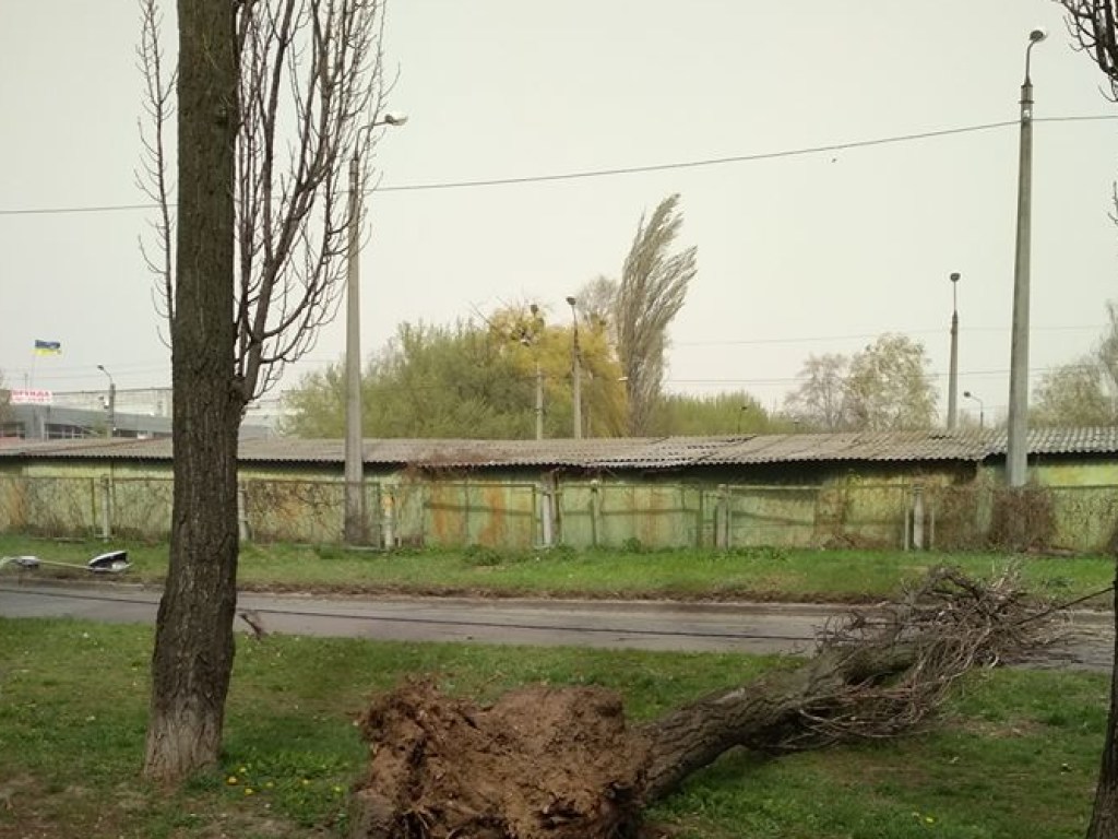 В Киеве началась пылевая буря: воздух стал мутным, падают деревья, тяжело дышать (ФОТО, ВИДЕО)