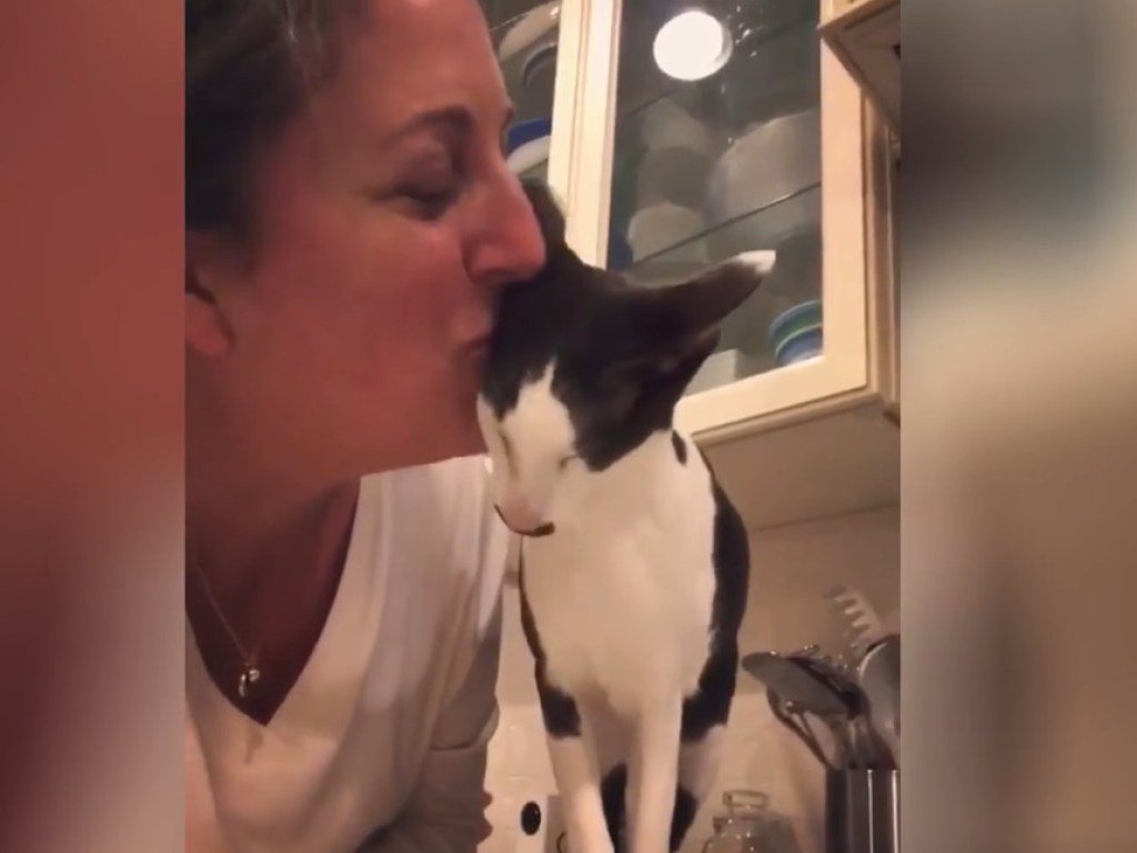 Вылитый грузин: Сертифицированный кот для любви стал звездой Сети (ФОТО, ВИДЕО)