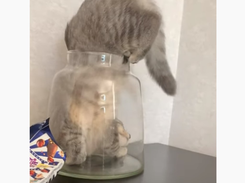Пушистый кот решил спрятаться в вазе и рассмешил Сеть (ФОТО, ВИДЕО)