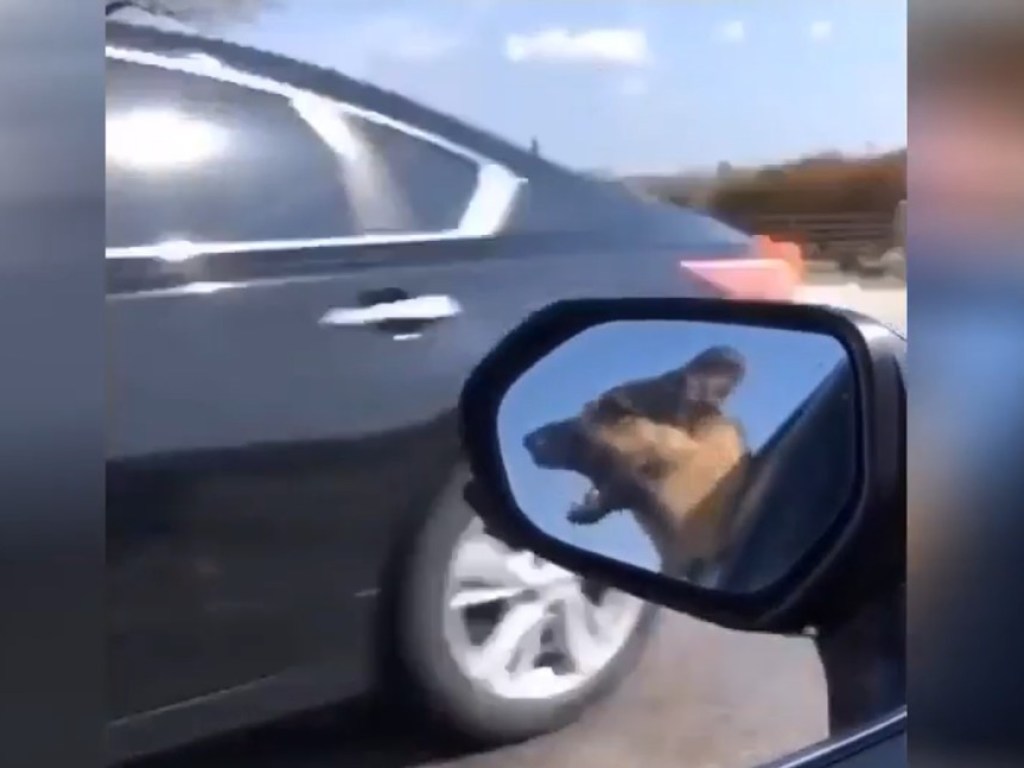 В Сети был обнаружен пес, обожающий есть автомобили (ФОТО, ВИДЕО)