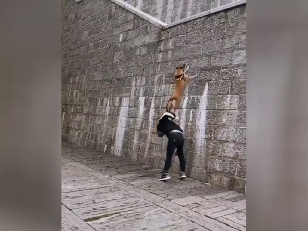 Бойкий пес в несколько прыжков забрался на высоченную стену: Сеть в восторге (ВИДЕО)