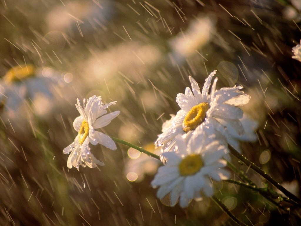 Погода на 21 апреля: в Украине будет прохладно, на востоке пройдут дожди