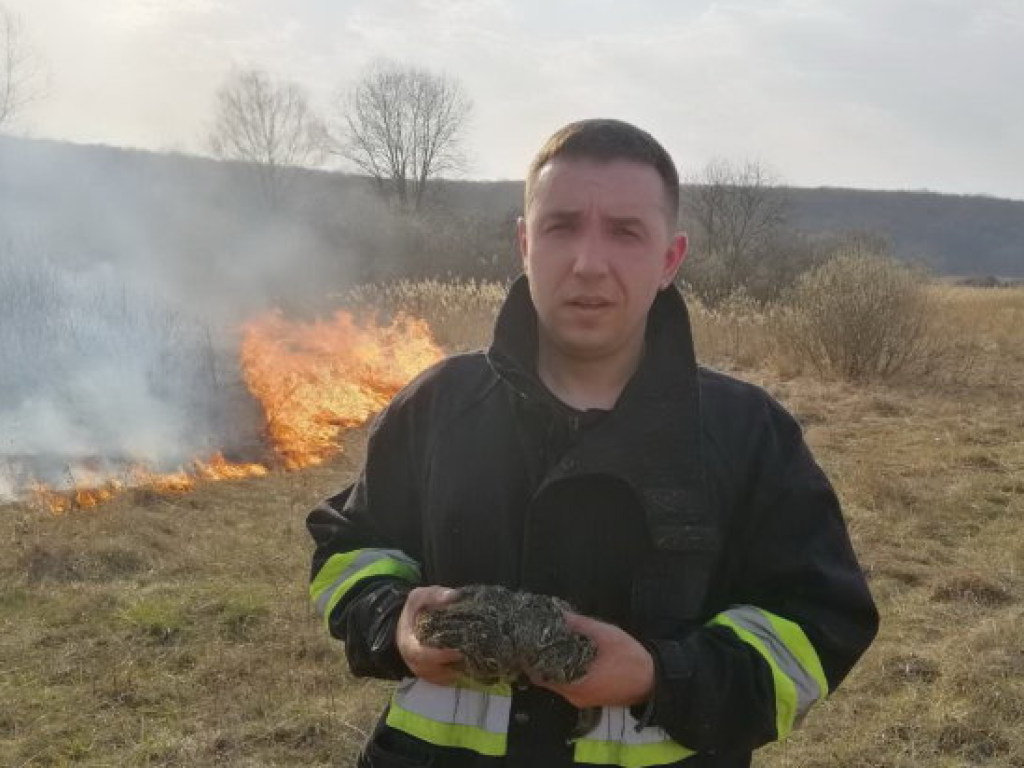 Масштабные пожары угрожают животному миру Харьковской области (ФОТО)