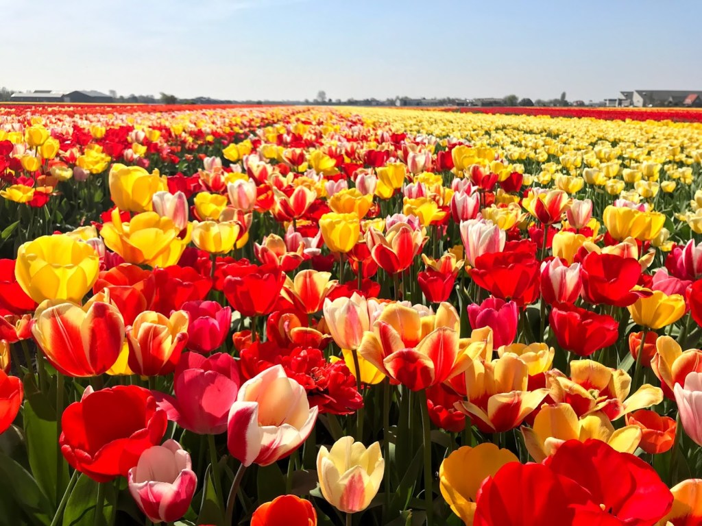 В Нидерландах фермеры начали уничтожать поля тюльпанов из-за опасения распространения Covid-19