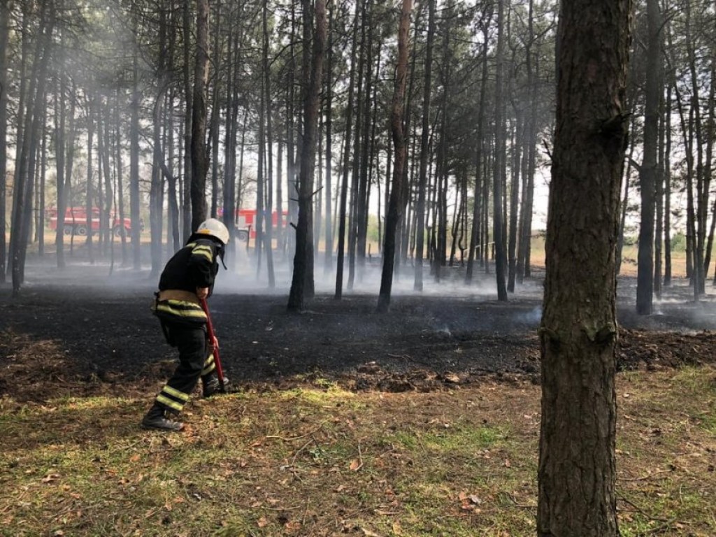 В Николаеве за сутки несколько раз горели леса (ФОТО)