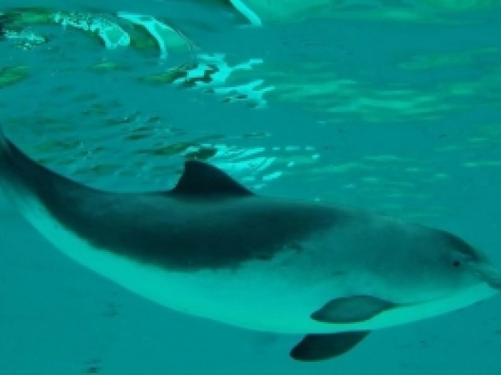 В лимане у берегов Бердянска резвились дельфины (ВИДЕО)