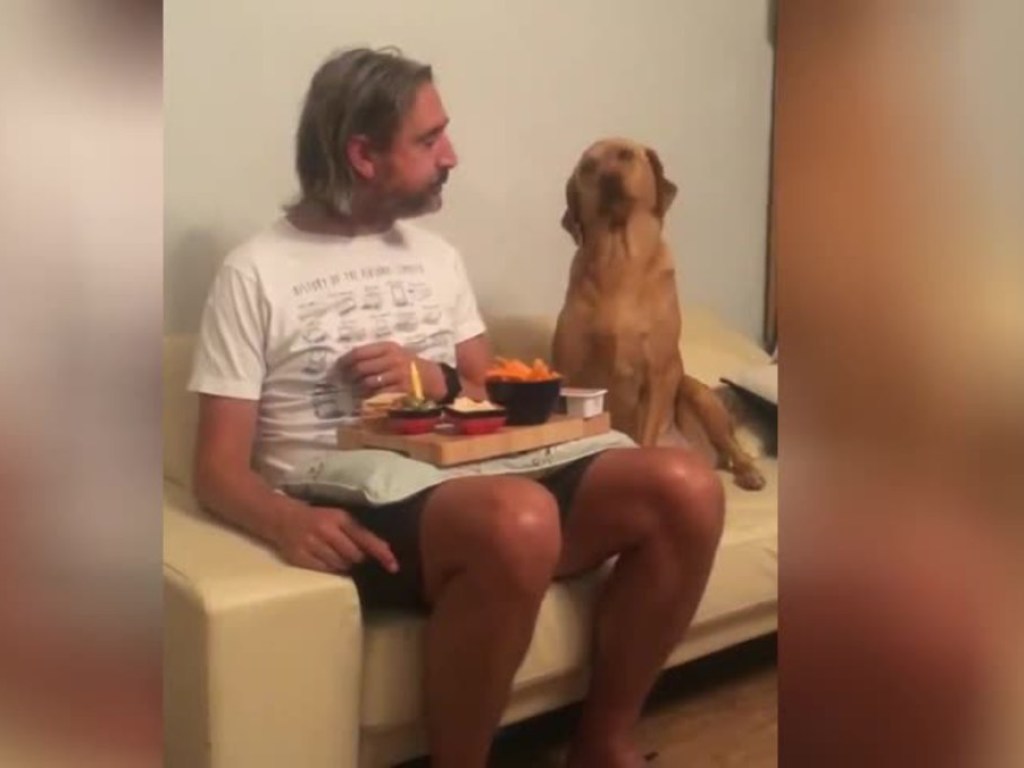 «Актерская игра на высшем уровне»: поведение собаки возле обедающего хозяина повеселила Сеть