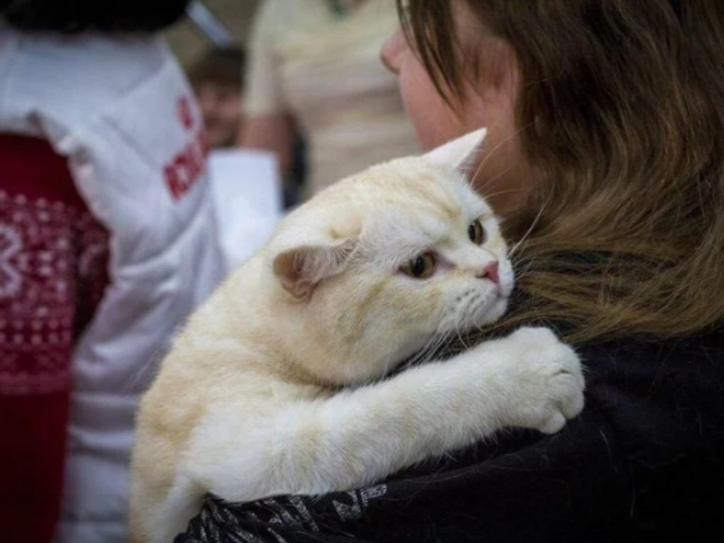 Самые нежные объятия: в Сети показали котов, которые очень любят своих хозяев (ФОТО)