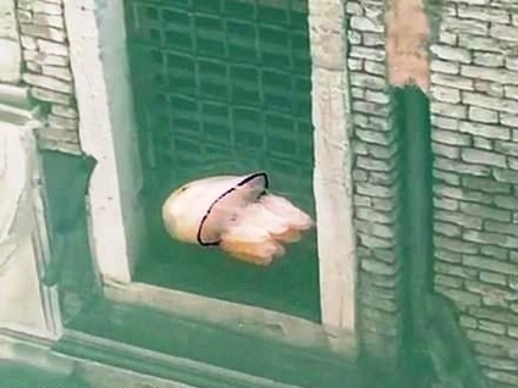 Приплыли вслед за дельфинами: в канале Венеции заметили медуз (ФОТО, ВИДЕО)