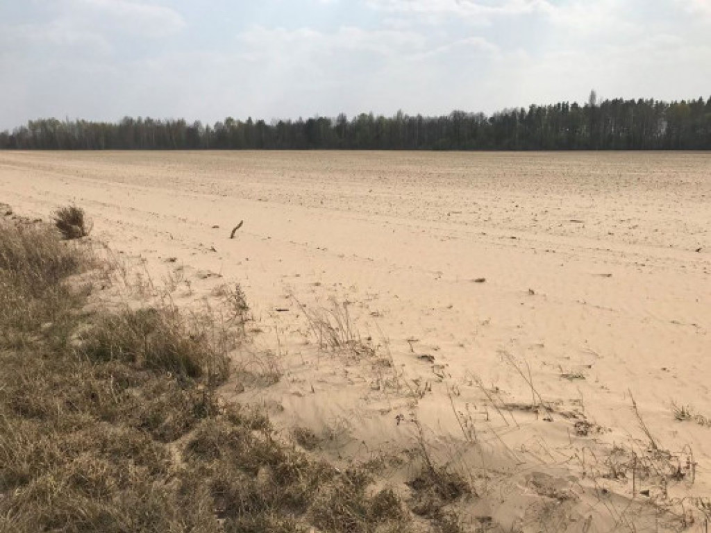 Пылевая буря в Житомирской области: журналист показал в Сети засуху и погибающие поля (ФОТО, ВИДЕО)