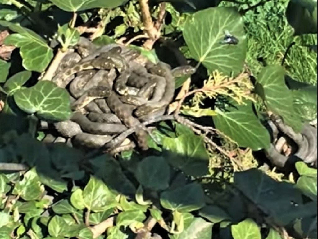 В центре Ужгорода обнаружили гнездо змей (ФОТО, ВИДЕО)
