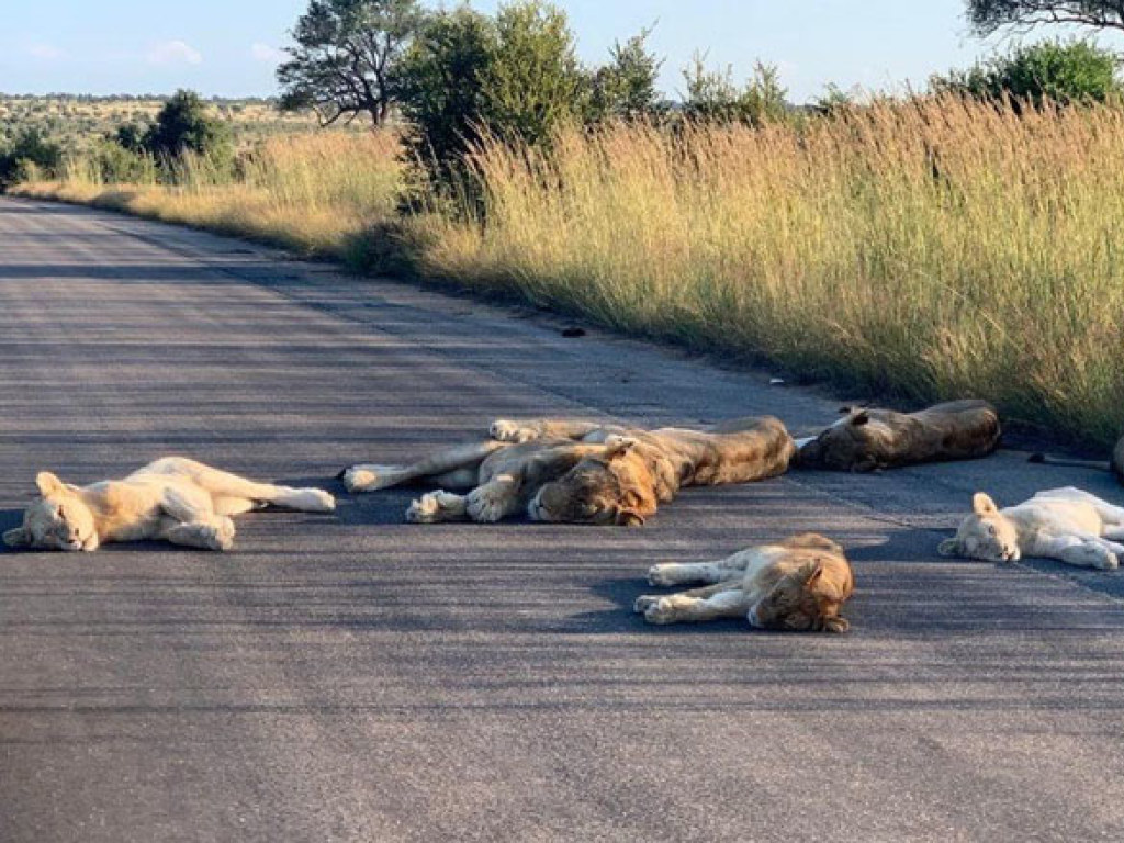 В парке ЮАР львы решили полежать прямо на дороге (ФОТО)