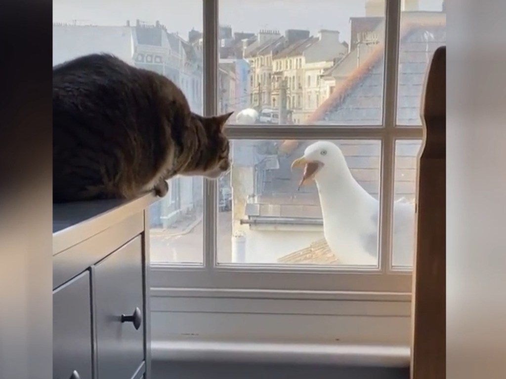 В Сети обсуждают беседу кошки и чайки (ФОТО, ВИДЕО)