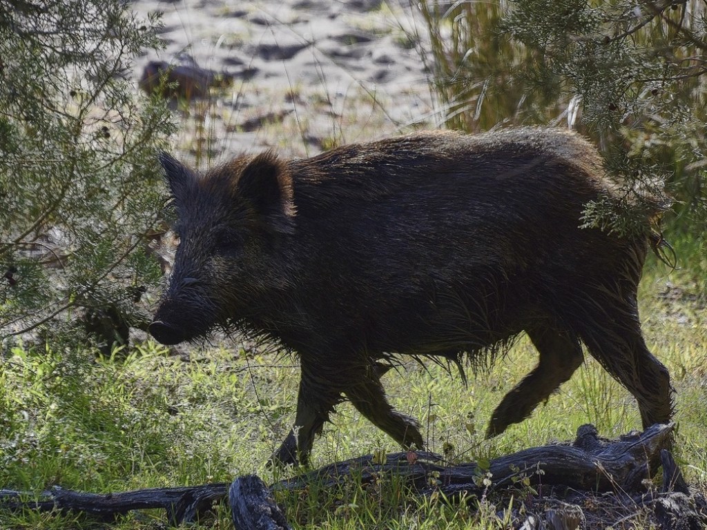 в Индии дикие свиньи Утащили на свалку и растерзали мальчика