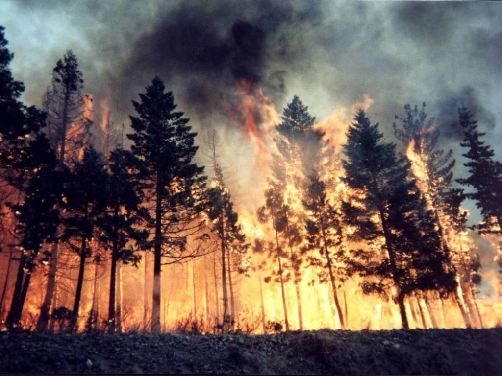В Житомирской области зафиксировали новый масштабный лесной пожар