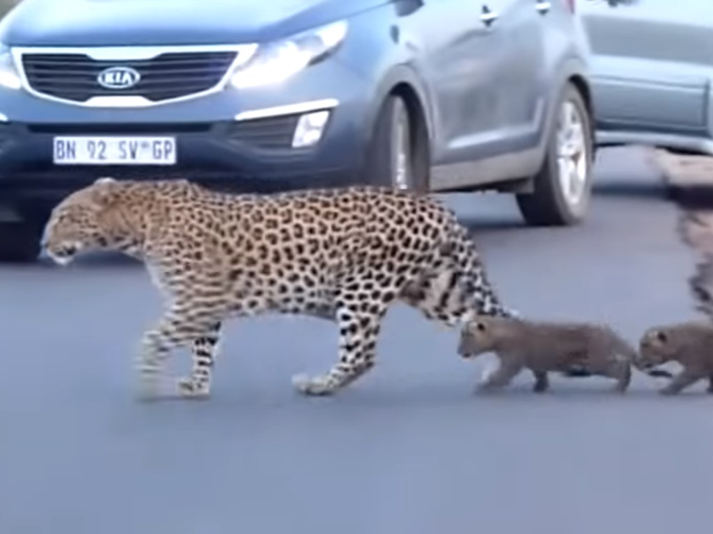 Самка леопарда учила детенышей переходить дорогу: милое видео