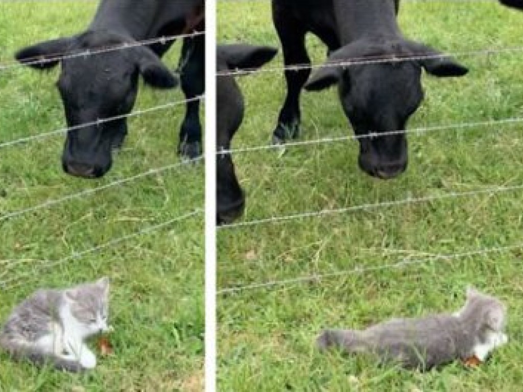 Маленький котенок по кличке Бандит напугал стадо коров и рассмешил Сеть (ФОТО, ВИДЕО)