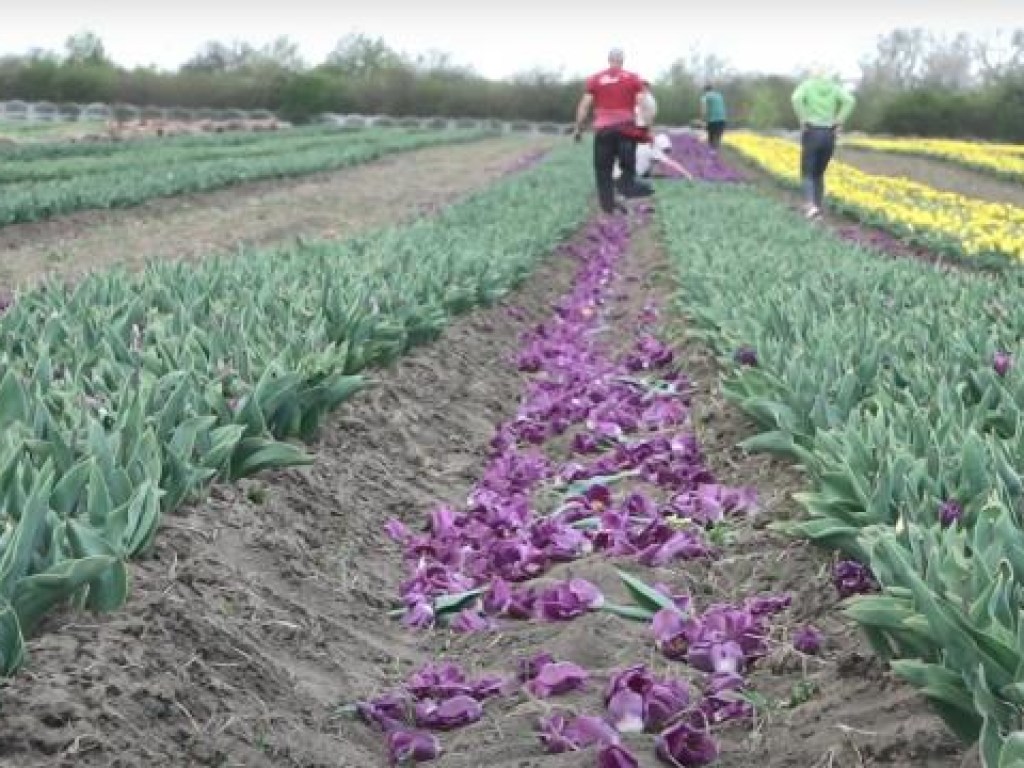 Готовились встречать туристов: Из-за карантина на Буковине уничтожают поля тюльпанов (ФОТО, ВИДЕО)