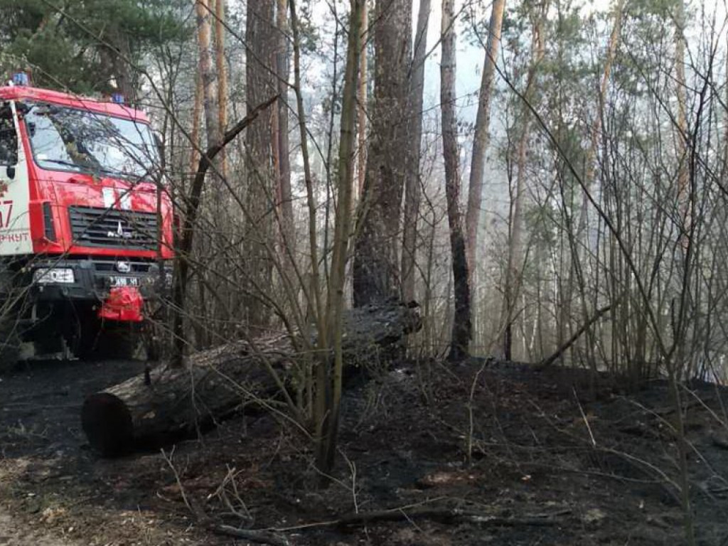 В Харьковской области из-за возгорания камыша произошел пожар в хвойном лесу