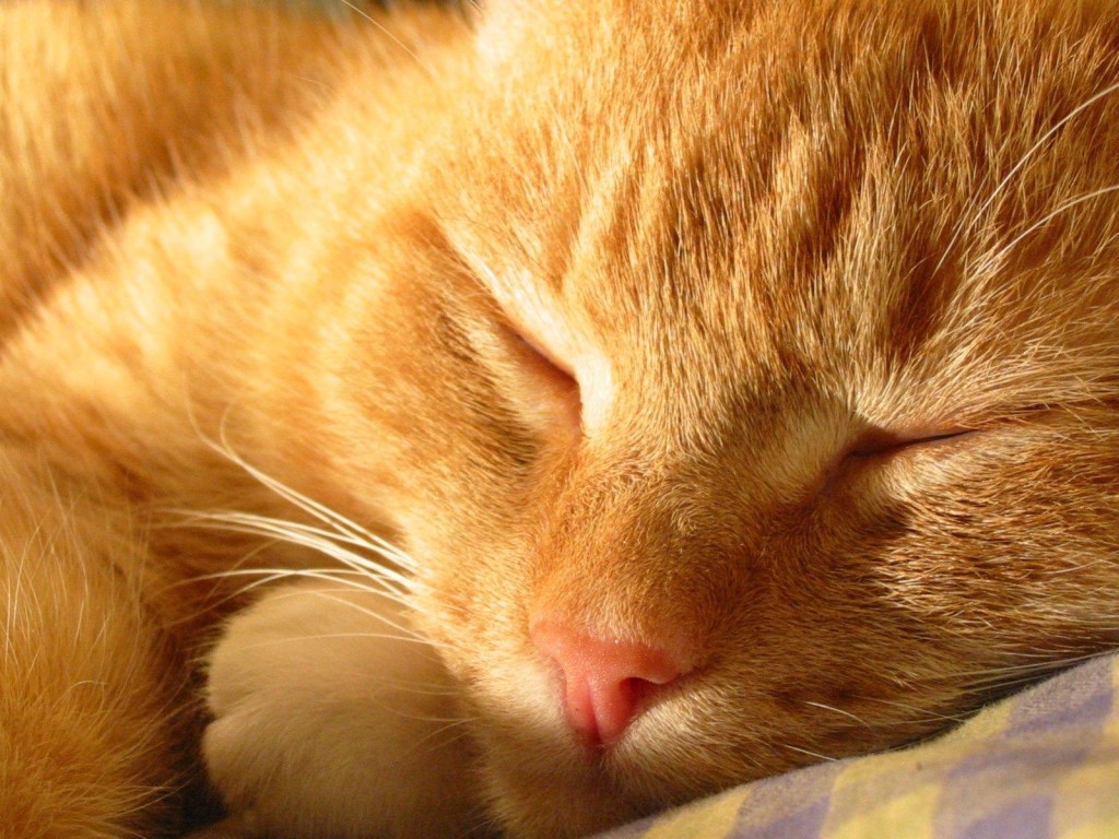 «Заработался»: в Сети набирает популярность видео с котом, который уснул возле ноутбука