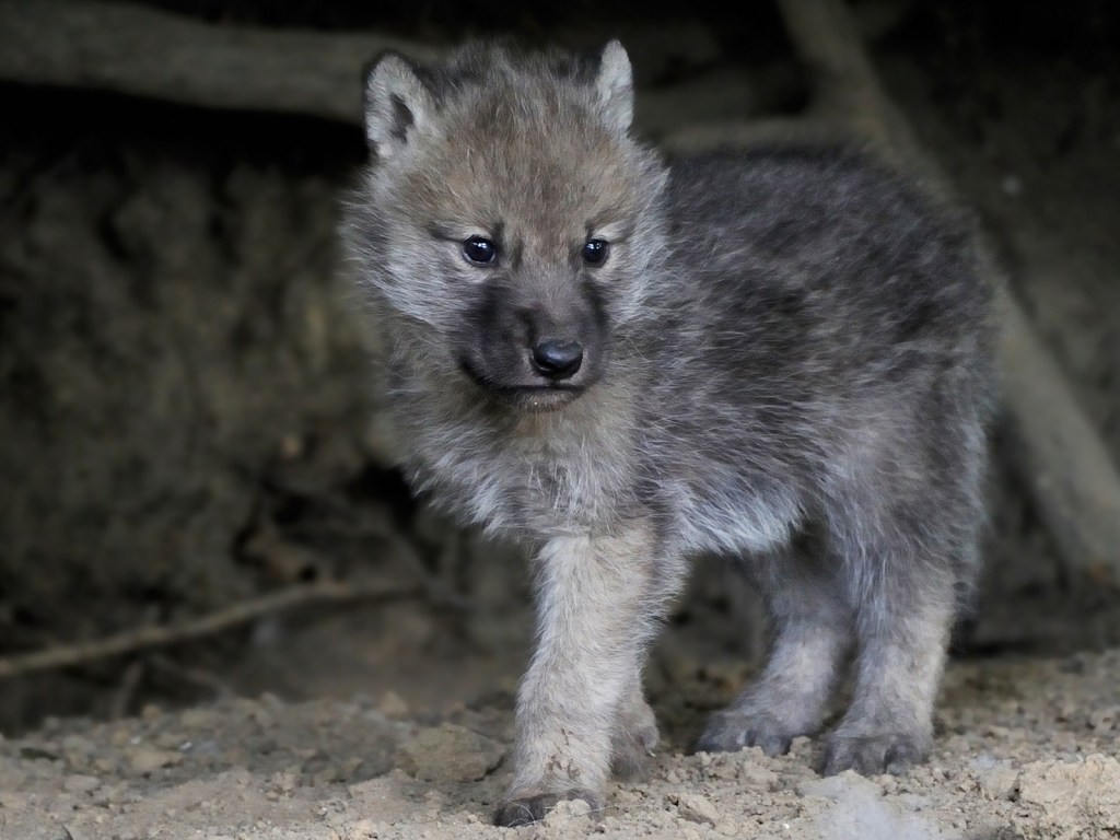 В лесу из брошенной людьми сетки спасли волчонка: опубликовано трогательное видео