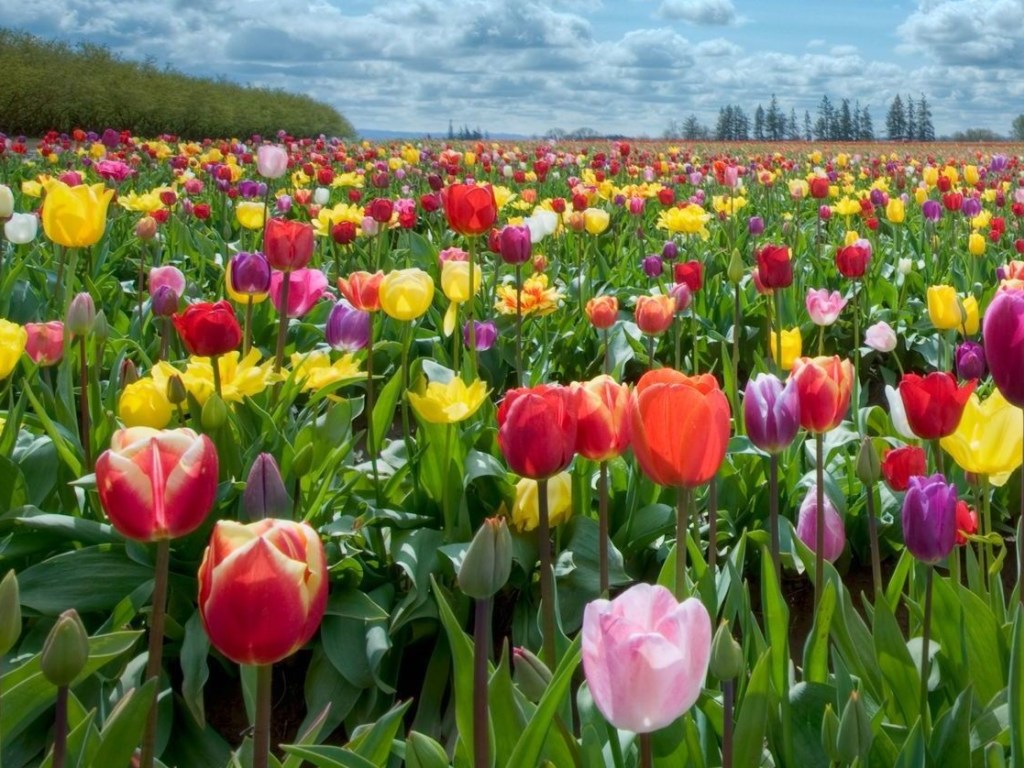На Буковине фермер уничтожил 2 миллиона цветов (ВИДЕО)