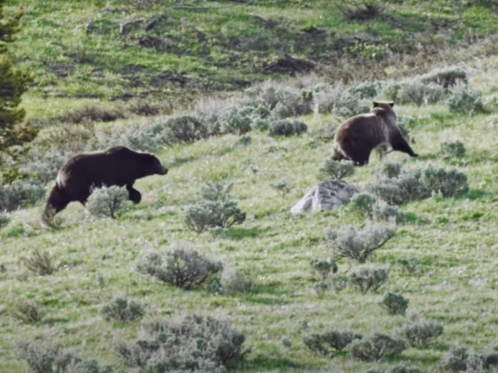 Любовь в режиме спринт: брачные ухаживания медведя попали на видео (ФОТО, ВИДЕО)
