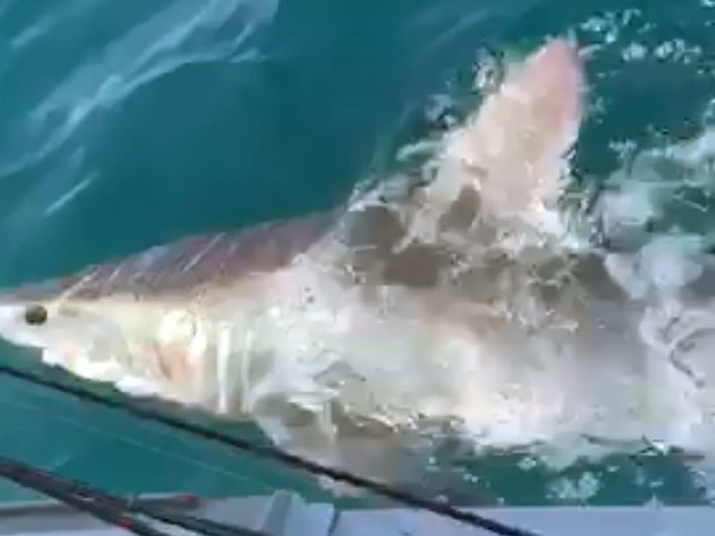 Рыбаки сняли на видео редкую 2,5 метровую акулу (ФОТО, ВИДЕО)