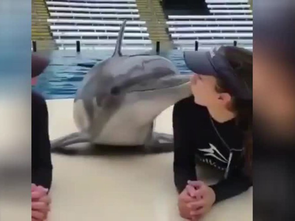 Любвеобильный дельфин потребовал поцелуев и вызвал восторг в Сети (ФОТО, ВИДЕО)