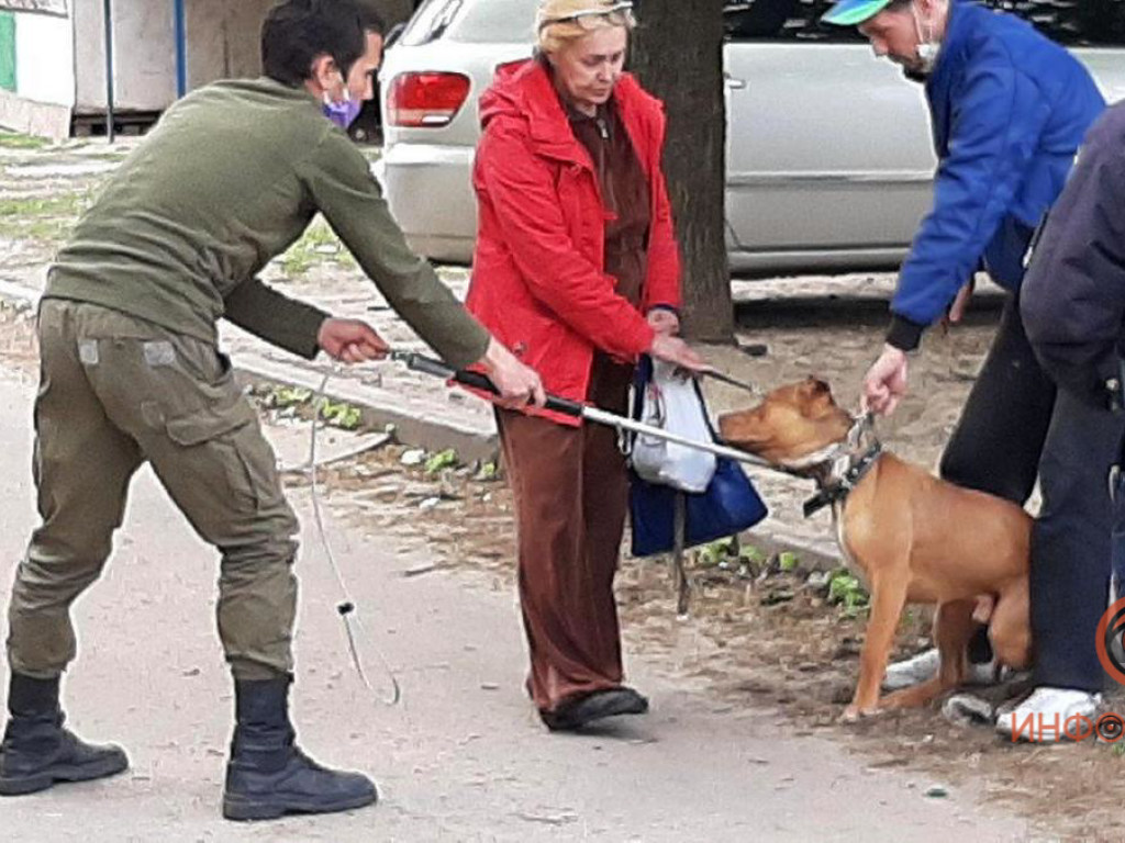 В Днепре домашняя собака покусала 11-летнего и полицейского (ФОТО)