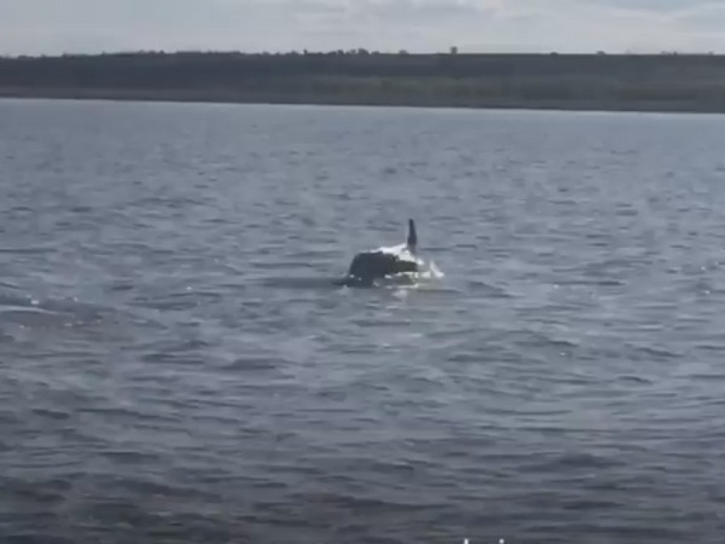 В Николаевской области в реке заблудился дельфин: проплыл от моря 135 километров (ФОТО, ВИДЕО)