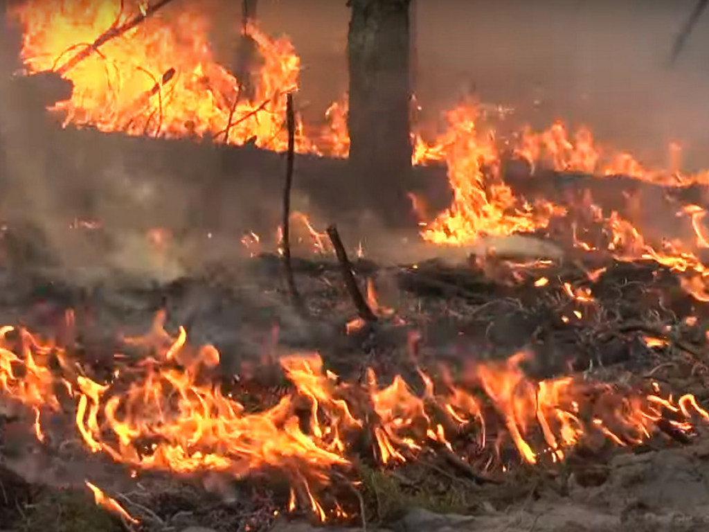 В Житомирской области вспыхнул новый лесной пожар
