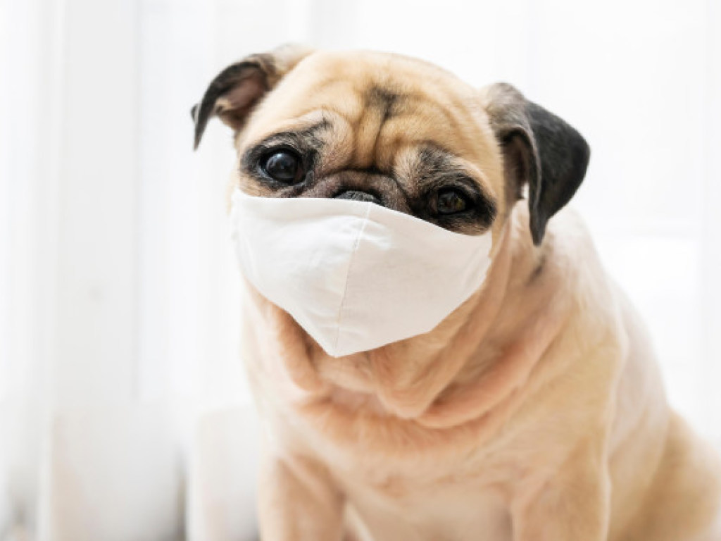 В США нашли первую собаку с коронавирусом