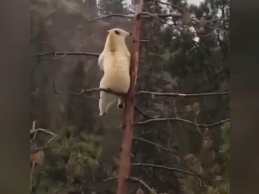 Белый медведь «самоизолировался» на верхушке дерева (ФОТО, ВИДЕО)