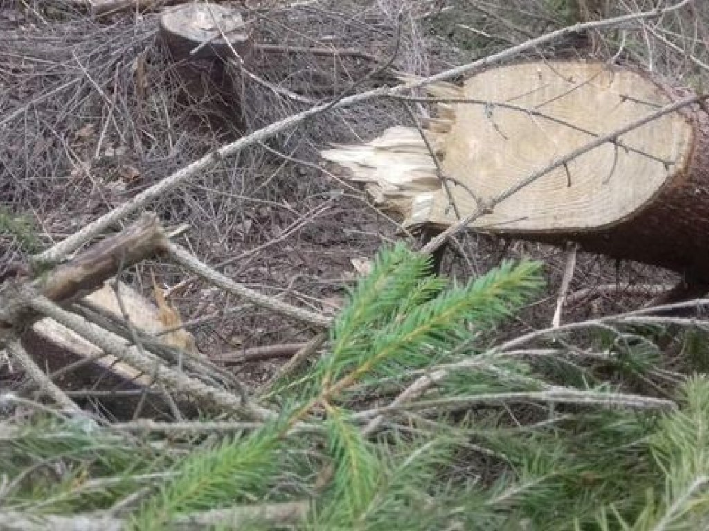На Закарпатье пограничники обнаружили незаконную вырубку леса (ФОТО)