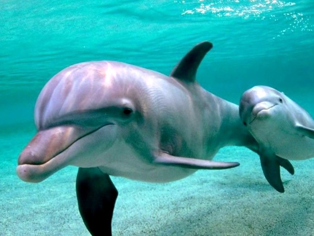 Светящиеся дельфины под водой устроили «шоу» (ВИДЕО)