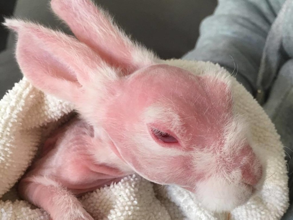 Жительница Австралии спасла лысого кролика от усыпления: в Инстаграм набирают просмотры снимки смешного зверька