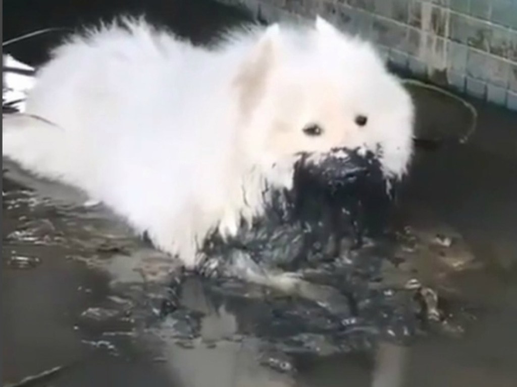 «Ад перфекциониста»: Белоснежная собака искупалась в грязи (ФОТО, ВИДЕО)