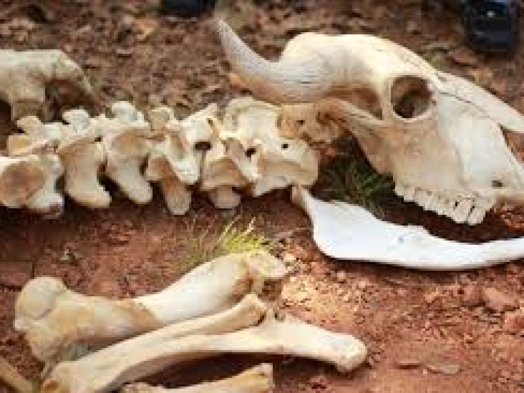 На границе Закарпатской и Львовской областей высыпали скелеты животных прямо на берегу реки