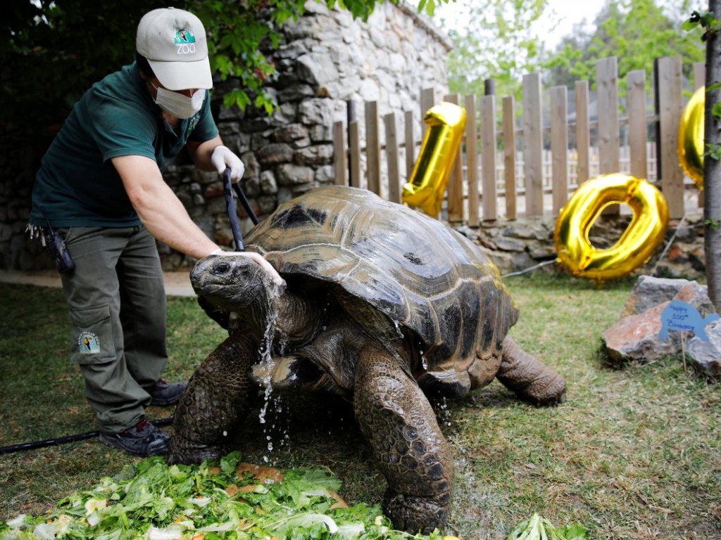 В Турции 100-летний юбилей отпраздновала гигантская черепаха (ФОТО)