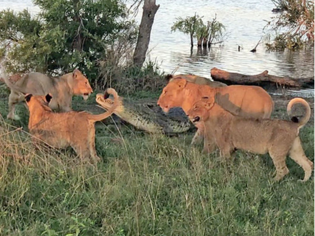 Крокодил против пяти львиц: жуткую схватку сняли на видео