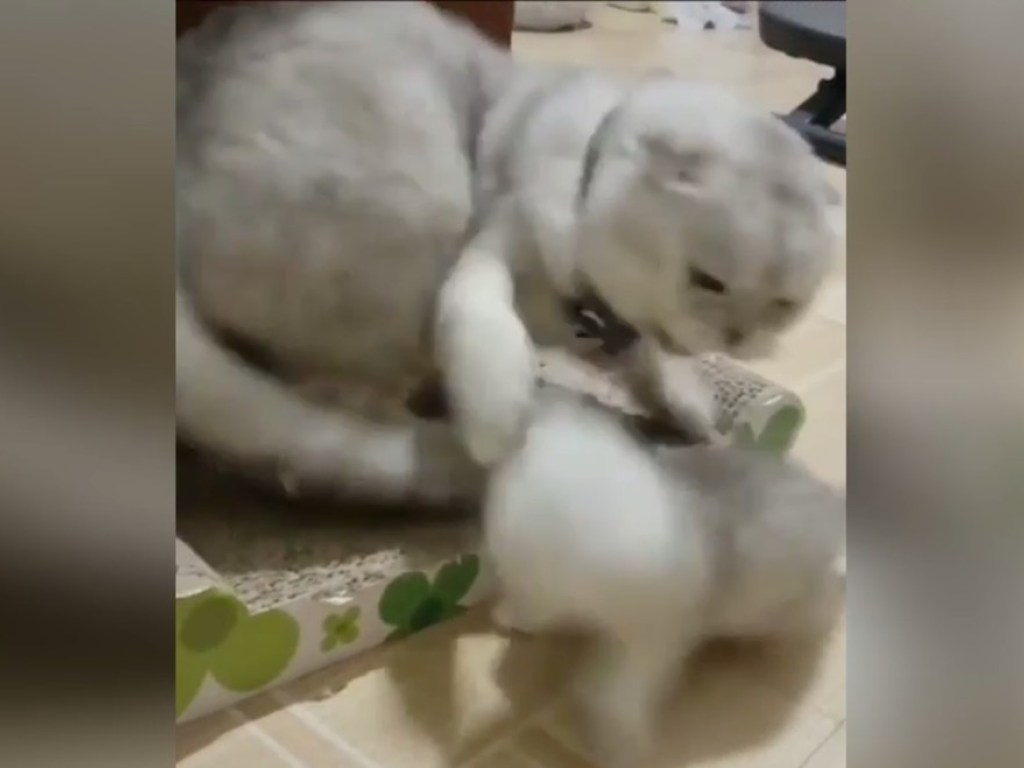 Кошка побила лапой кота, который набросился на котёнка: опубликовано удивительное видео
