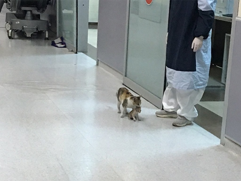 Мама-кошка принесла больного котенка в больницу и умилила Сеть (ФОТО)